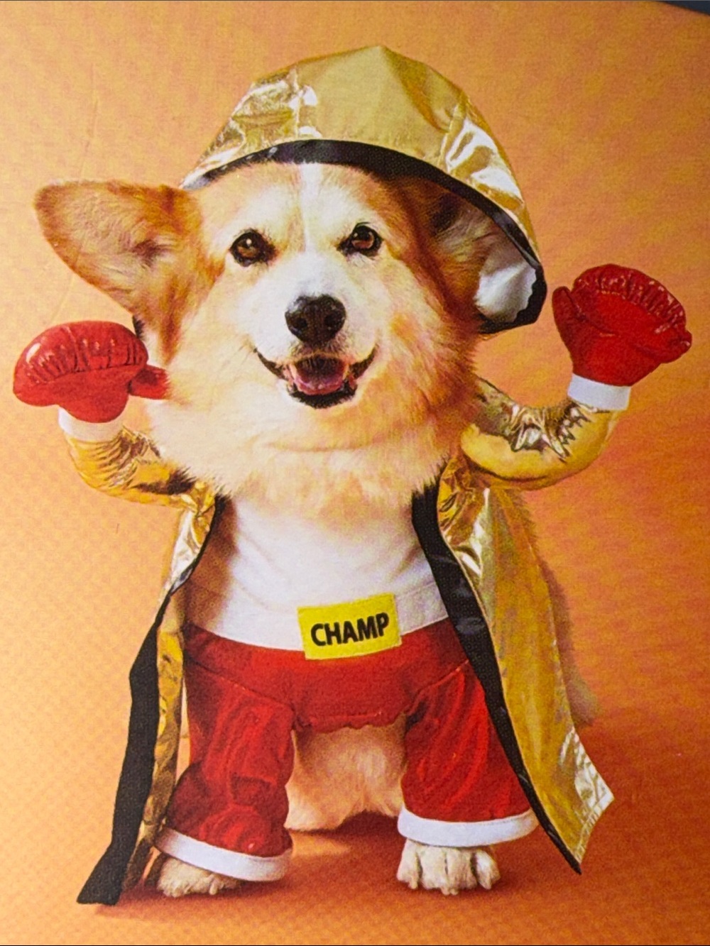๐ฅ๐ NWT Boxing Champ Halloween Dog or Cat Costume - XS - Boots and Barkley ๐ฅ๐
